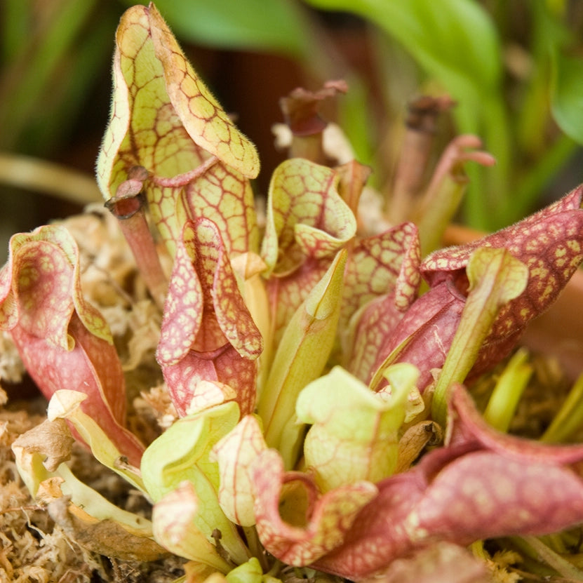 Extraordinary Plants - Carnivorous Plant