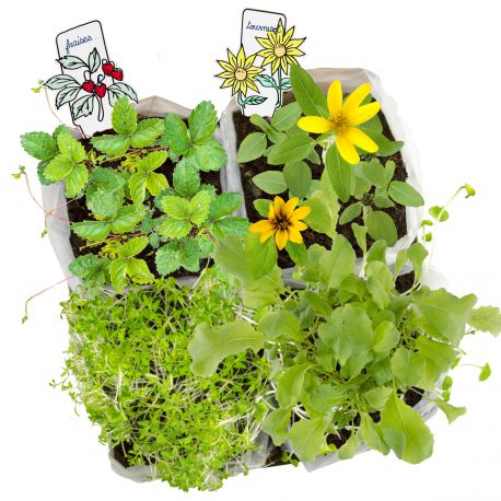 Organic Mini Vegetable Garden Set